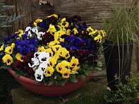 Виола Виттрока