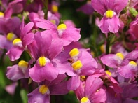 Немезия лазоревая