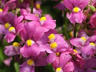 Немезия лазоревая (Poetry)