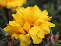 Портулак крупноцветковый (Sunnyside)