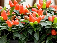 Перец летний (Samba)