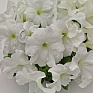 Петуния крупноцветковая (генетически компактная) (Petunia grandiflora)