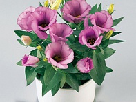 Лизиантус (Эустома) крупноцветковый (Carmen F1)