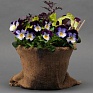Виола виттрока ампельная (Viola wittrockiana)