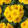 Примула бесстебельная (Primula acaulis)