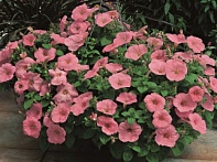 Петуния ампельная гибридная