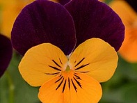 Виола рогатая (Sorbet XP F1)