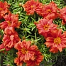 Портулак крупноцветковый (Portulaca grandiflora)
