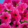 Петуния многоцветковая (Petunia multiflora)