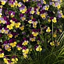 Виола рогатая (Viola cornuta)