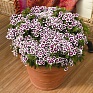 Гвоздика китайская х турецкая (Dianthus chinensis x barbatus)