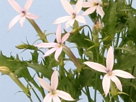 Изотома (Лаурентия) гибридная (Tristar)