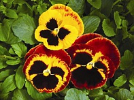 Виола Виттрока