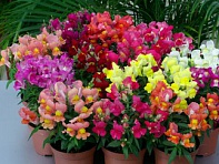 Львиный зев (Антирринум) большой (Snappy F1)