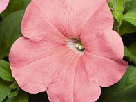 Петуния ампельная гибридная