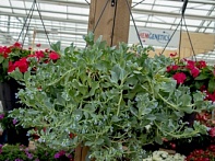 Мертензия приморская