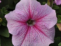 Петуния крупноцветковая (Daddy F1)