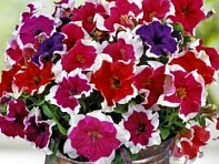 Петуния крупноцветковая (Donna F1)