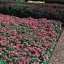 Пентас ланцетовидный (Pentas lanceolata)