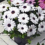 Остеоспермум Эклона (Osteospermum eclonis)