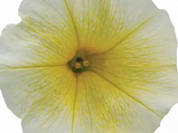 Петуния ампельная гибридная