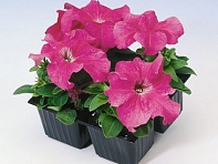 Петуния крупноцветковая (Tango F1)