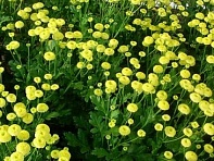 Пиретрум девичий (Amero)