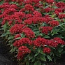 Пентас ланцетовидный (Pentas lanceolata)