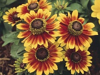 Рудбекия волосистая (Toto)