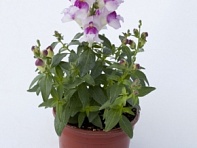 Львиный зев (Антирринум) большой (Crackle & Pop F1)