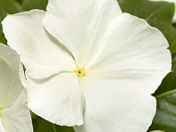 Катарантус розовый (Cora XDR F1)