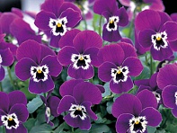 Виола рогатая (Floral Power F1)