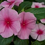 Катарантус розовый (Vinca rosea)