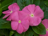 Катарантус розовый (SunStorm F1)