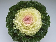 Декоративная капуста (Crystal)