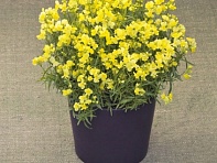 Льнянка марокканская (Fantasista)