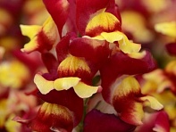 Львиный зев (Антирринум) большой (Snapshot F1)