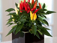 Перец летний (Joker)