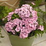 Гвоздика китайская х турецкая (Dianthus chinensis x barbatus)