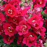 Львиный зев (Антирринум) махровый (Antirrhinum majus)