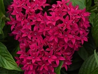 Пентас ланцетовидный (Lucky Star F1)