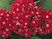 Пентас ланцетовидный (Butterfly F1)