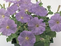 Петуния многоцветковая (Primetime F1)