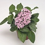 Пентас ланцетовидный (Pentas lanceolata)