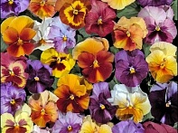 Виола Виттрока