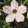 Табак крылатый (Nicotiana alata)