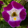 Торения Фурнье (Torenia fournieri)