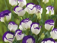 Лизиантус (Эустома) крупноцветковый (Vulcan F1)