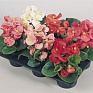 Бегония вечноцветущая (зеленая листва) (Begonia semperflorens)