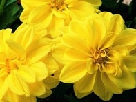 Георгина изменчивая (Hello F1)